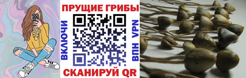 hydra как войти  Исилькуль  Псилоцибиновые грибы GOLDEN TEACHER 